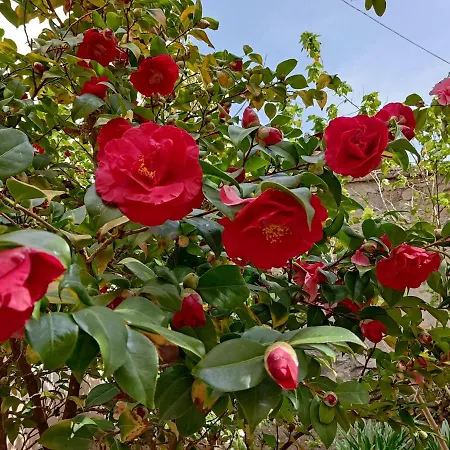Il Giardino Delle Camelie Apartment *