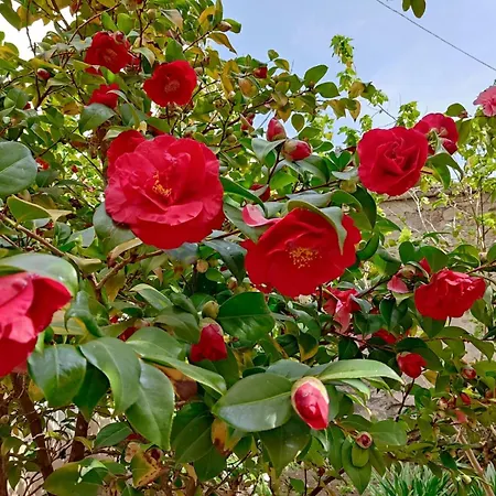 Il Giardino Delle Camelie * Viterbo